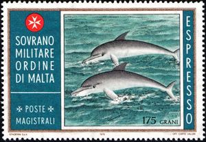 Common Bottlenose Dolphin (Tursiops truncatus)