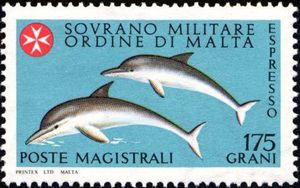 Common Bottlenose Dolphin (Tursiops truncatus)