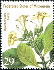 Fagraea berteriana