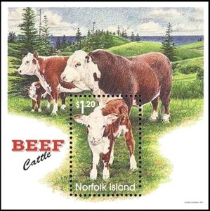Beef Cattle