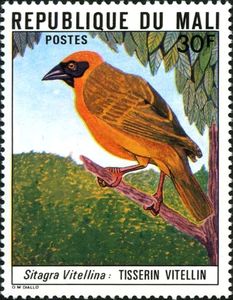 Southern Masked Weaver (Ploceus velatus)