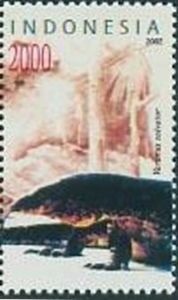 Asian Water Monitor (Varanus salvator)