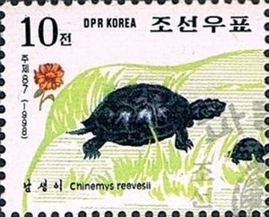 Chinese Pond Turtle (Chinemys reevesii)
