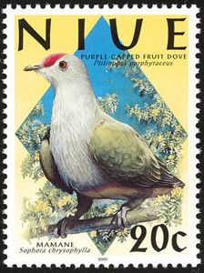 Purple-capped Fruit Dove (Ptilinopus porphyraceus)