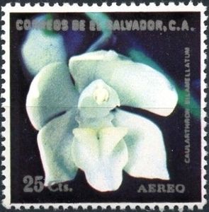 Caularthron bilamellatum