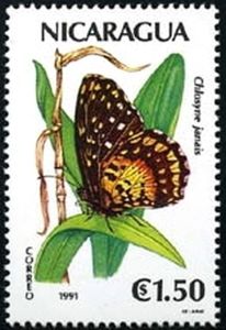 Crimson Patch (Chlosyne janais)