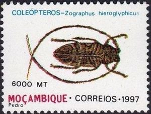 Longhorn Beetle (Zographus hieroglyphicus)