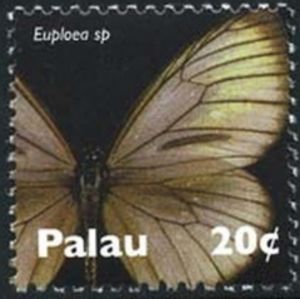 Crow Butterfly (Euploea sp.)