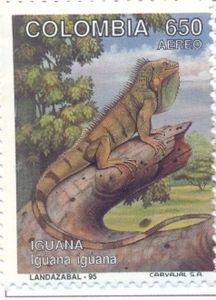 Green Iguana (Iguana iguana)