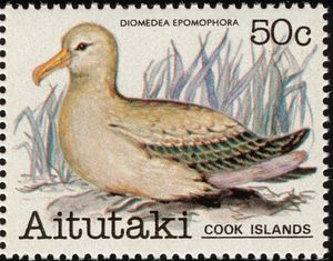 Royal Albatross (Diomedea epomophora)