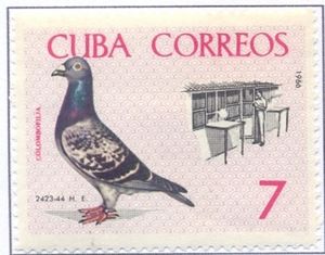 Domestic Pigeon (Columba livia forma domestica), Supplied Pi
