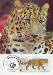 Far-eastern Leopard (Panthera pardus orientalis)