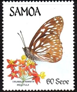 Dark Blue Tiger (Tirumala hamata ssp. mellitula)