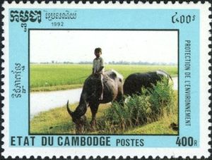 Boy riding on Water Buffalo (Bubalus bubalis)