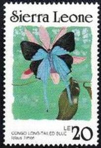 Long-tailed Shappire (Lolaus timon)