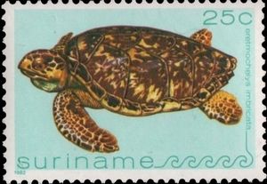 Hawksbill Turtle (Eretmochelys imbricata)