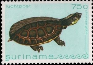 Toadhead Turtle (Mesoclemys gibba)