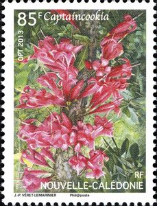 Ixora margaretae