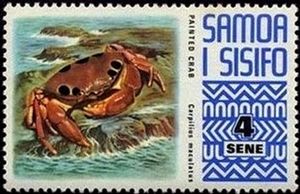 Painted Crab (Carpilius maculatus)