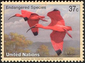 Scarlet Ibis (Eudocimus ruber)