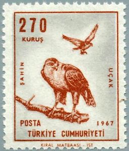 Common Buzzard (Buteo buteo)