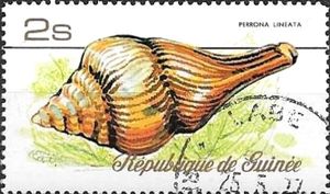 Wavy-lined Turrid (Perrona lineata)