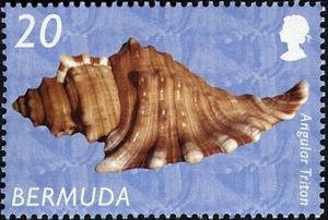 Angular Triton (Cymatium femorale)