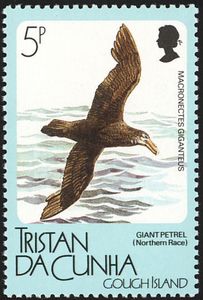 Southern Giant Petrel (Macronectes giganteus)