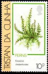 Eriosorus cheilanthoides