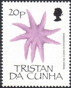 Starfish (Asteroidea)