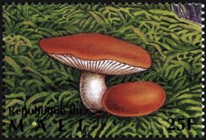 Firm Russula (Russula compacta)