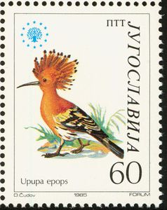 Eurasian Hoopoe (Upupa epops)