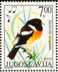 European Stonechat (Saxicola torquata)