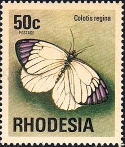 Queen Purple Tip (Colotis regina)