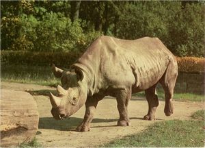 Rhinoceros (Diceros bicornis)