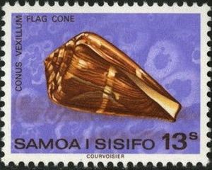Flag Cone (Conus vexillium)