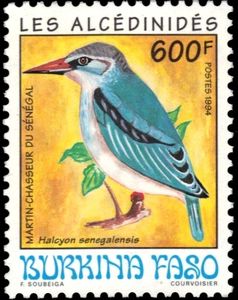 Woodland Kingfisher (Halcyon senegalensis)