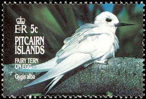 Fairy Tern (Gygis alba)