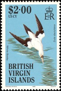 White Booby (Sula dactylatra)