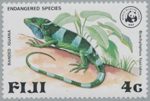 Fiji Banded Iguana (Brachylophus fasciatus)
