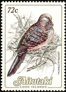 Peaceful Dove (Geopelia striata)