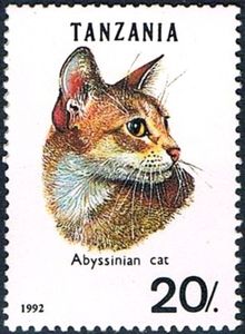 Abyssinian (Felis silvestris catus)