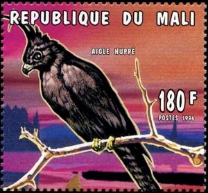 Long-crested Eagle (Lophaetus occipitalis)