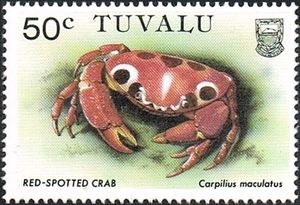 Red-spotted Crab (Carpilius maculatus)
