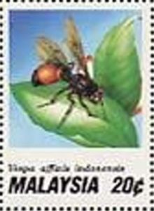 Hornet (Vespa affinis indosinensis)