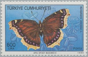 Camberwell Beauty (Nymphalis antiopa)