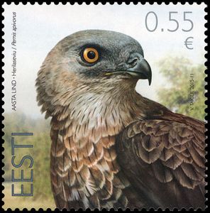 European Honey Buzzard (Pemis apivorus)