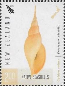 Golden Volute (Provocator mirabilis)