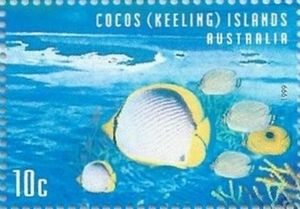 Black-backed Butterflyfish (Chaetodon melannotus)