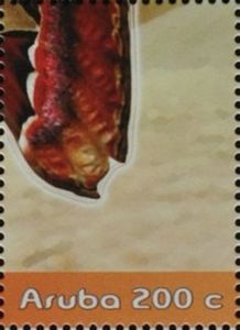 Atlas Moth (Attacus atlas) - Part